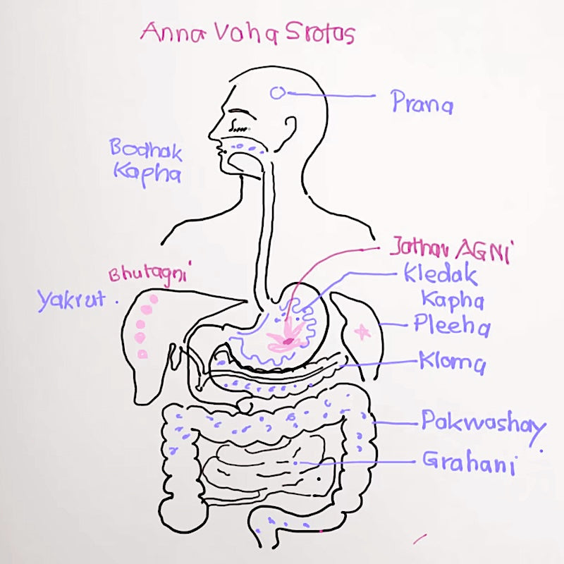 Anna Vaha Srotas (The Channel of Food)