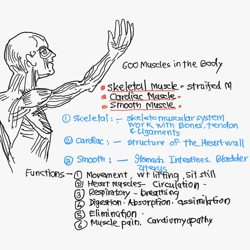Mamsa Vaha Srotas - The Channel of the Muscle