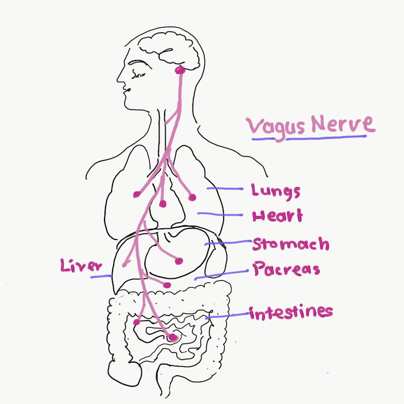 Mano and Majja Vaha Srotas - Exploring the Mind and Nervous System in Ayurveda