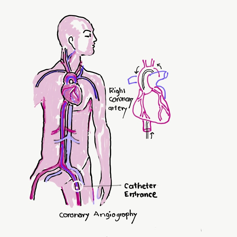 Exploring Rakta Vaha Srotas - The Channels of the Blood