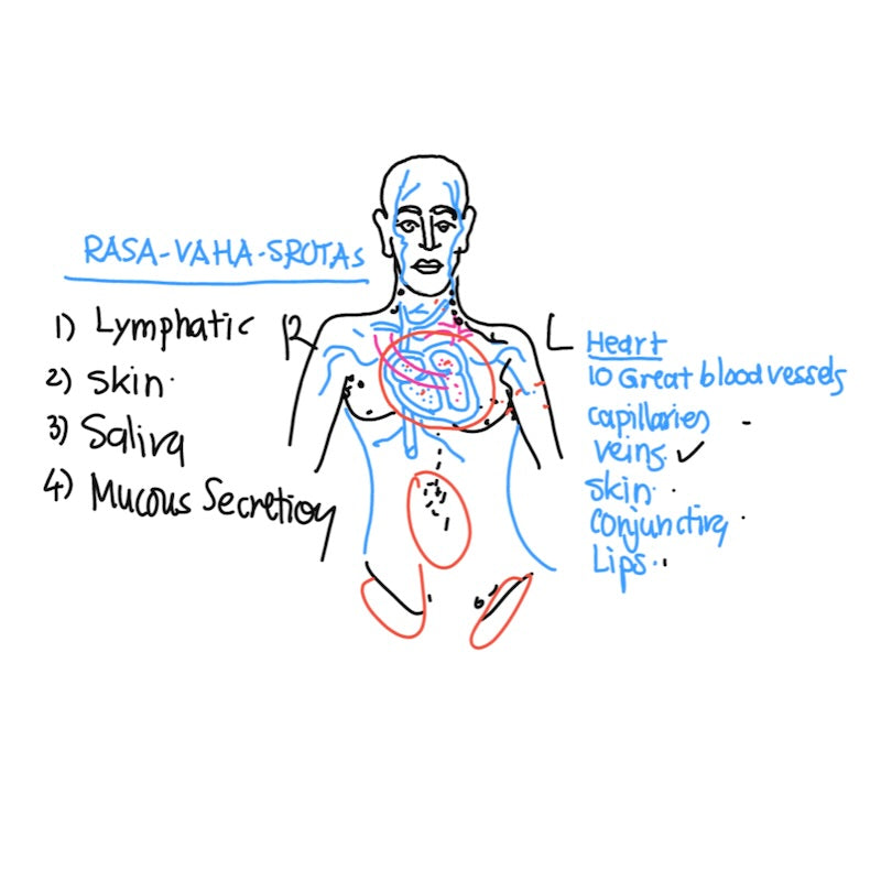 Exploring Rasa Vaha Srotas - The Channels of Nutrition