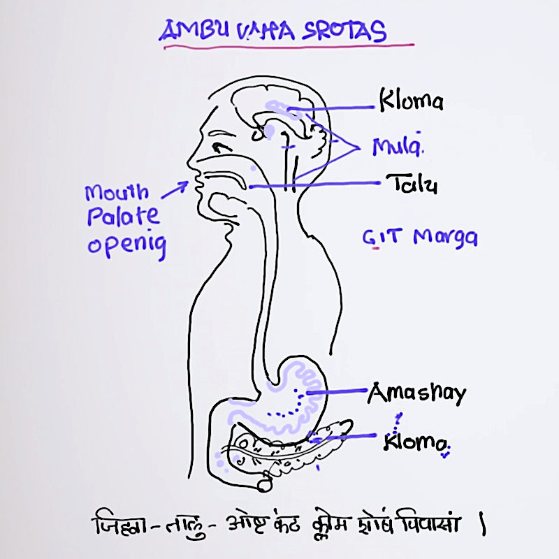 Udaka and Ambu Vaha Srotas (The Water Channels)