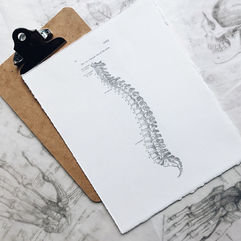 Feel It in My Bones: Asthi Vaha Srotas - The Channel of the Bone